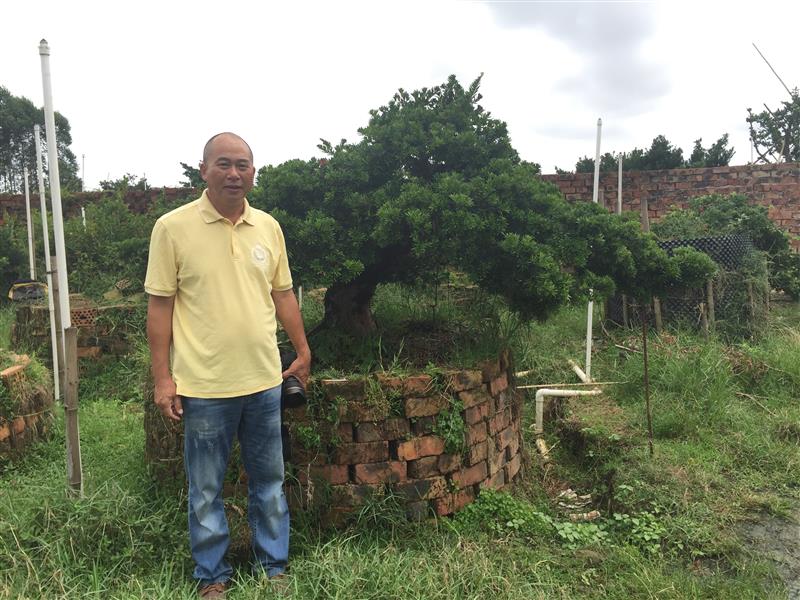 广西北海罗氏盆景罗汉松基地