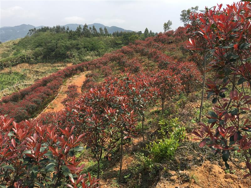 陆河县上护镇粤佳种植场