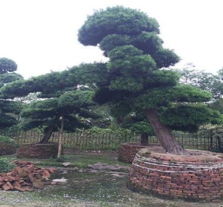 广西南宁汉崴罗汉松种植及造型基地