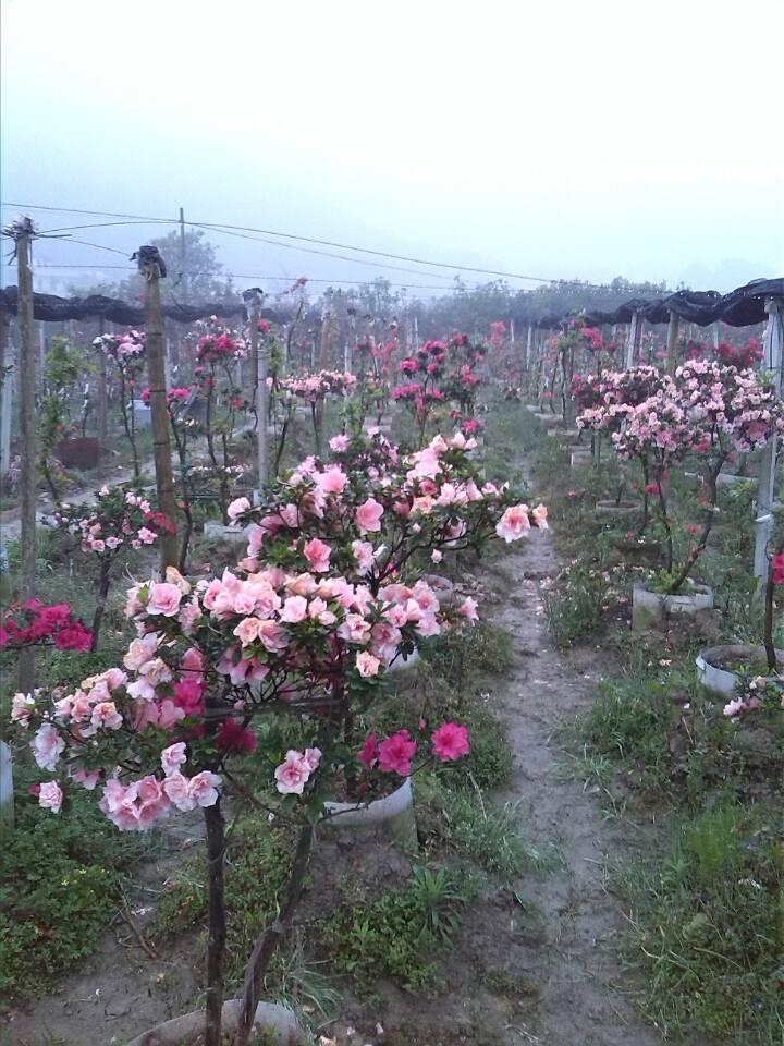 广西德元杜鹃花基地