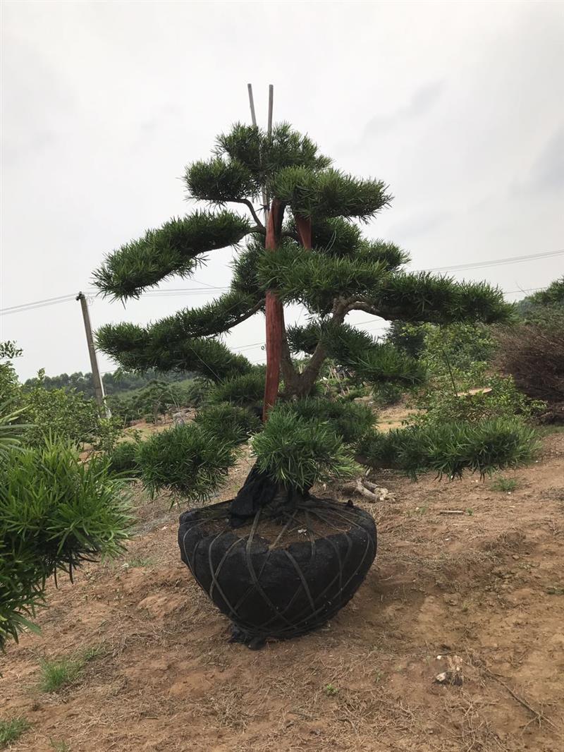 广西北海万松园罗汉松基地