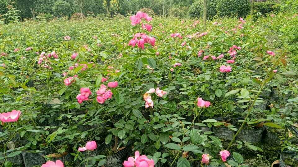 满堂蔷薇种植基地