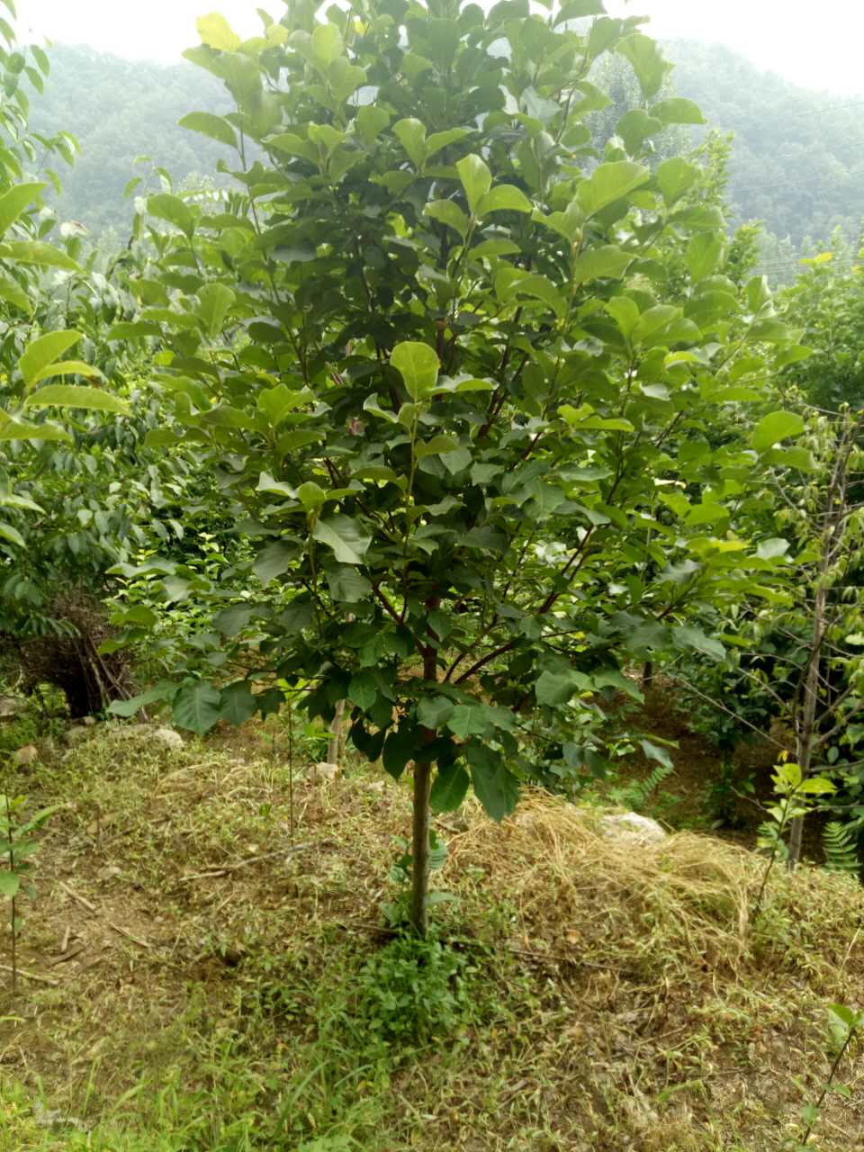 河南南阳万生绿源苗木基地