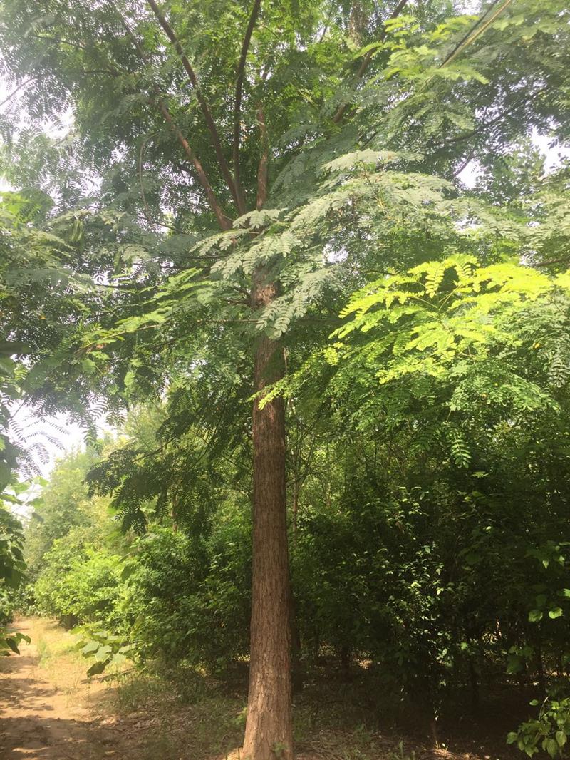 菏泽市牡丹区伟博花木培育中心