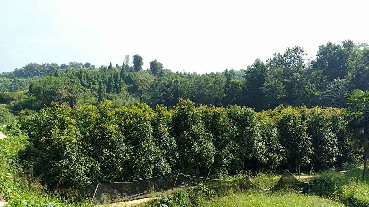 重庆市铜梁区三村树木种植场