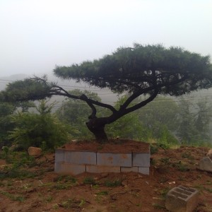 山东莱芜大林造型松基地