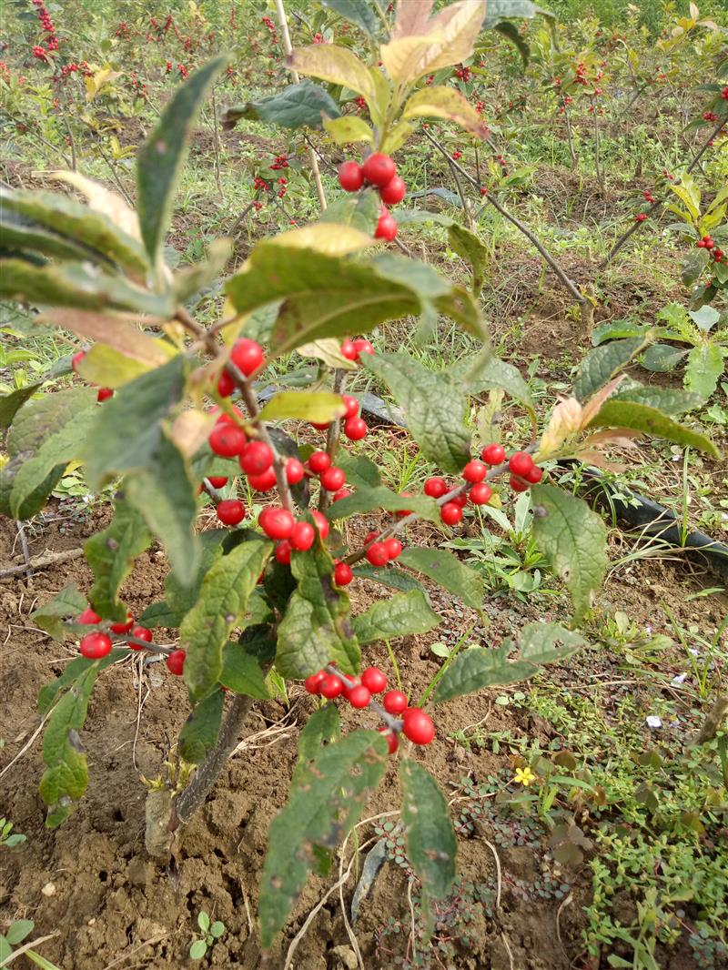 江苏新沂国彩苗木基地