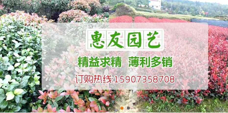 郴州市惠友园艺有限公司