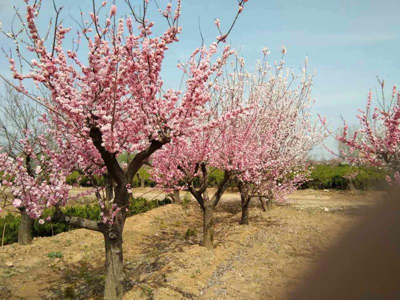 沭阳县青伊湖镇单梅荣花木销售门市部