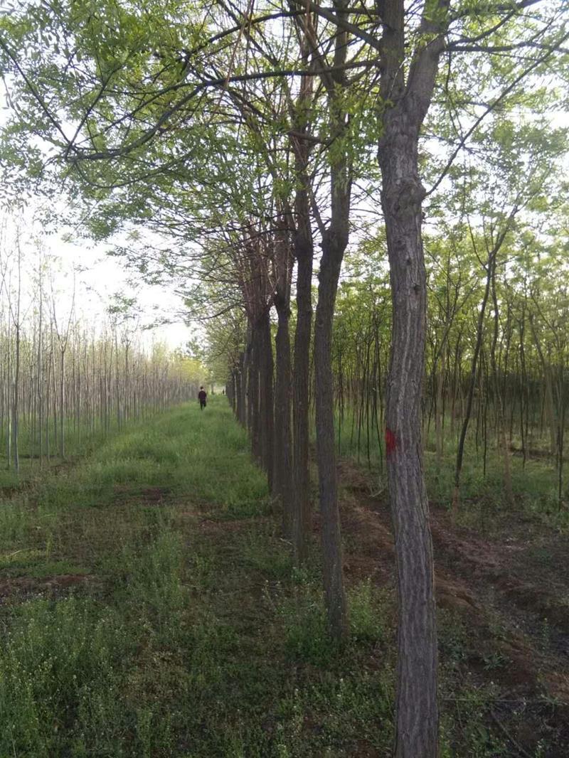 山西运城海军苗圃基地