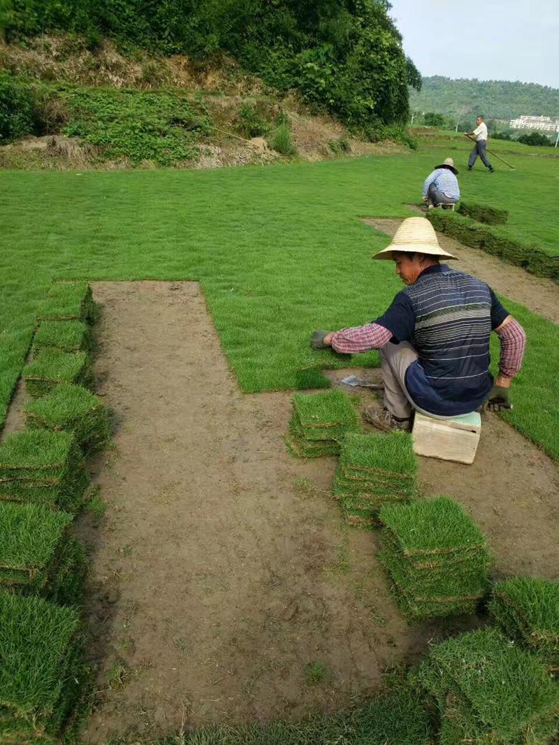 遵义市春意草皮种植专业基地