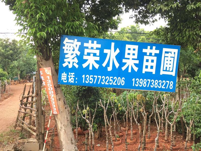 云南开远市繁荣苗圃苗木基地