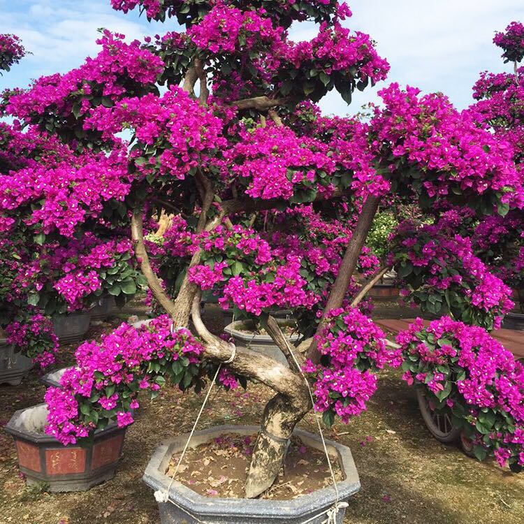 龙海市东泗碧圣达花木场