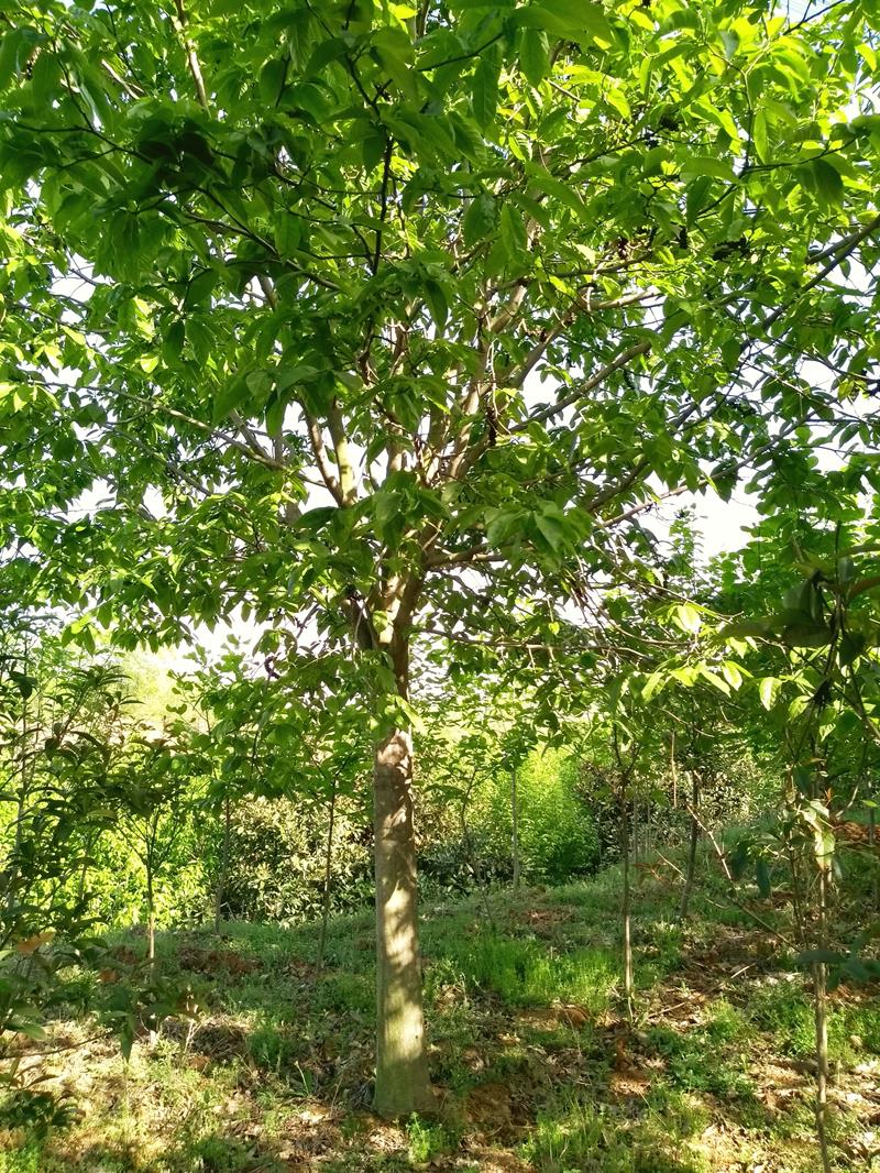 河南富贵花开苗木基地