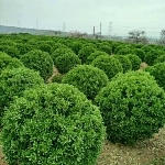 河南千木园林绿化基地