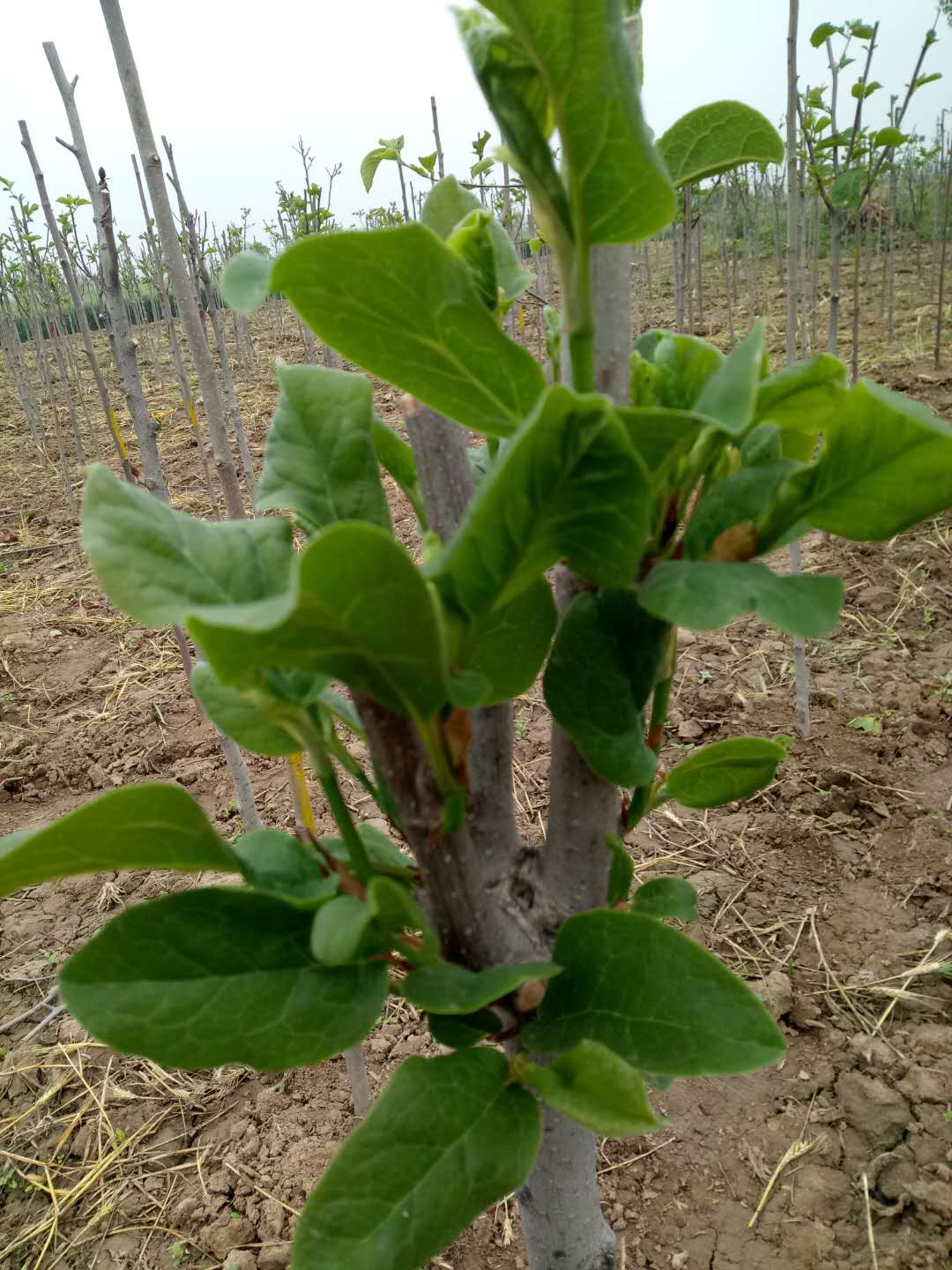 保定清水湾苗木种植基地