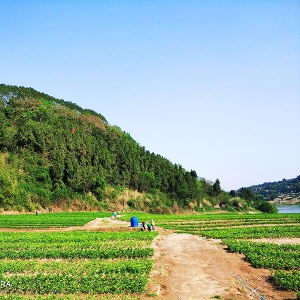 资阳市国玉柑橘苗果场