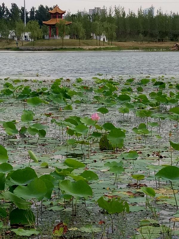 季芳（个体经营）