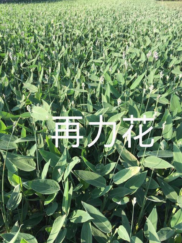 萧山雷氏水生植物基地