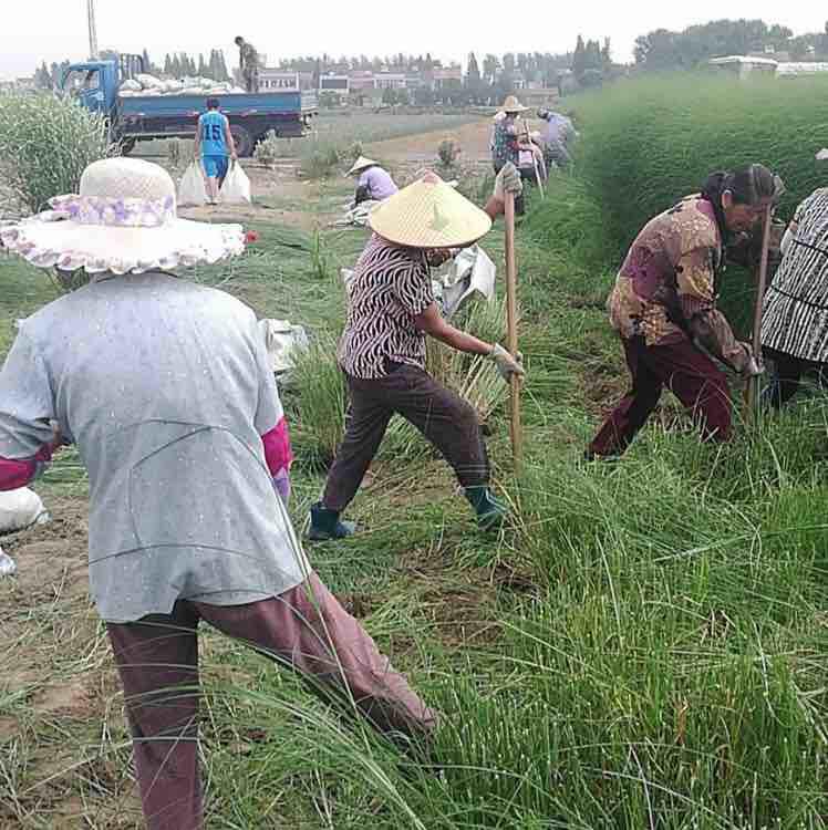 常州夏琳花镜园艺场