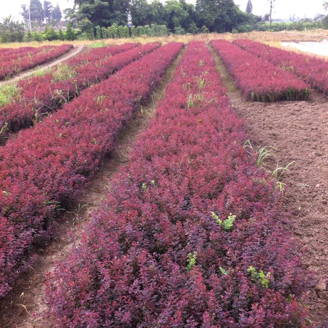 郑州金水区森林苗木种植基地