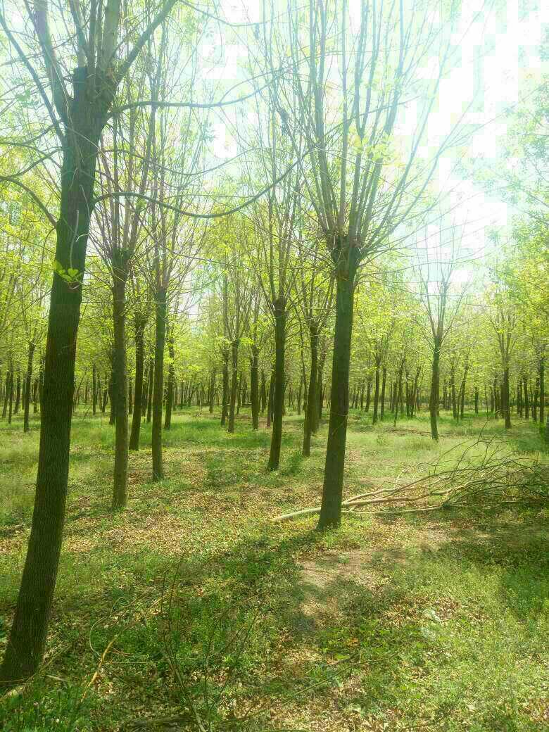 济宁君伟苗木种植基地