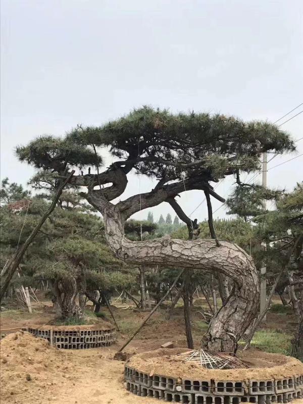 山东莱芜赵岩苗木基地