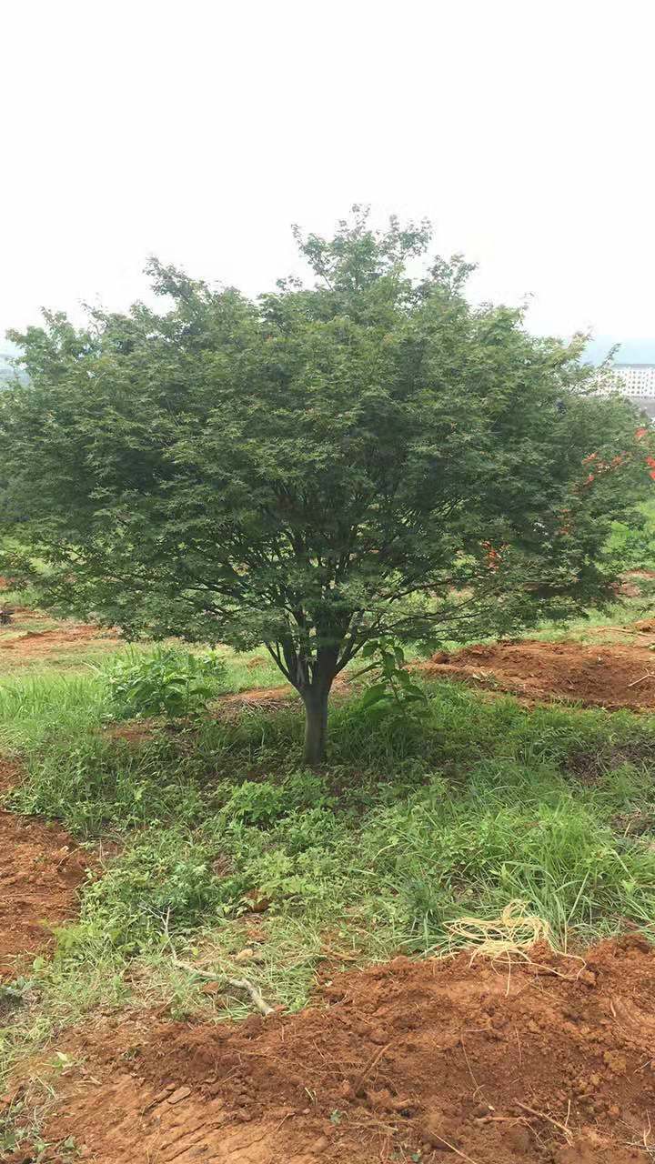 嵊州远景绿化苗木基地