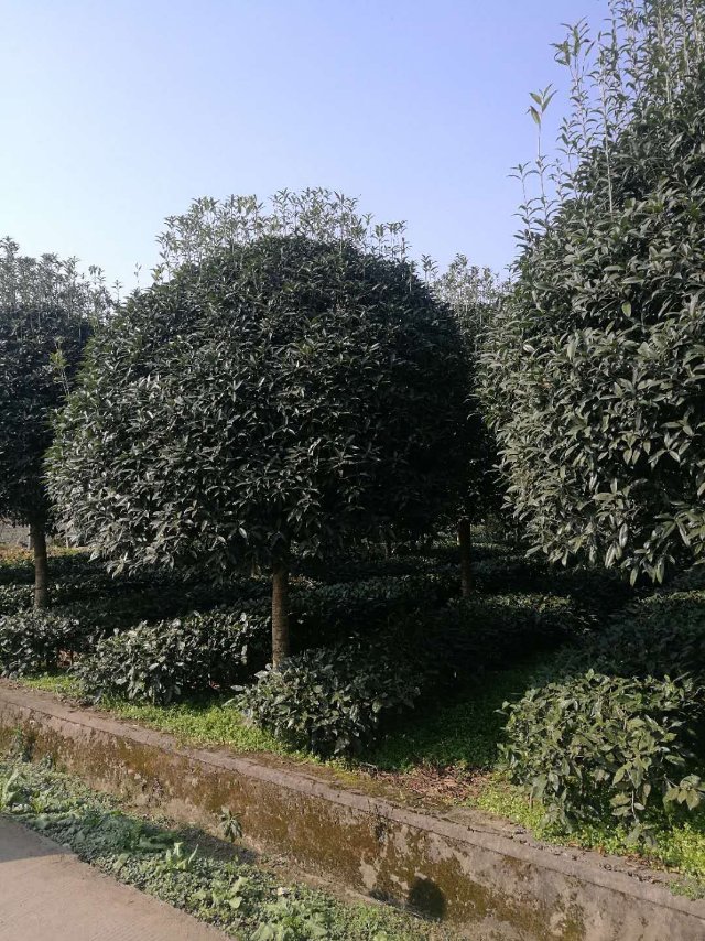 成都双良苗木种植基地