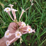 沭阳景顺花卉苗木场