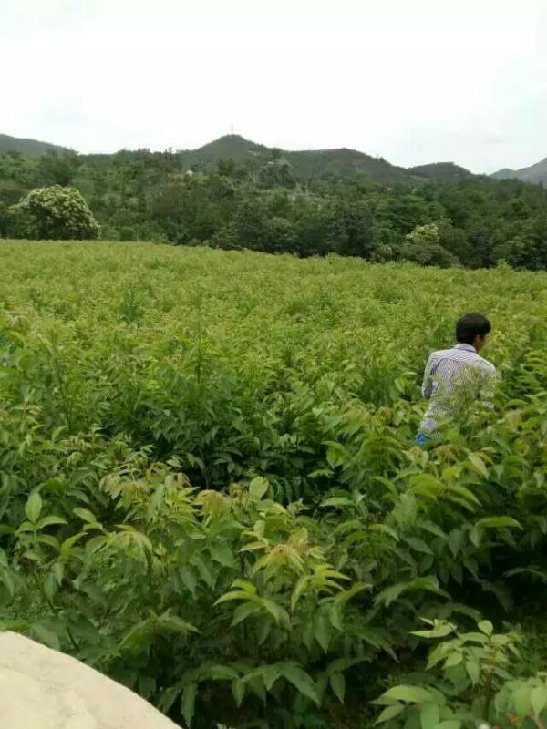 盘县四格米飞苗圃基地