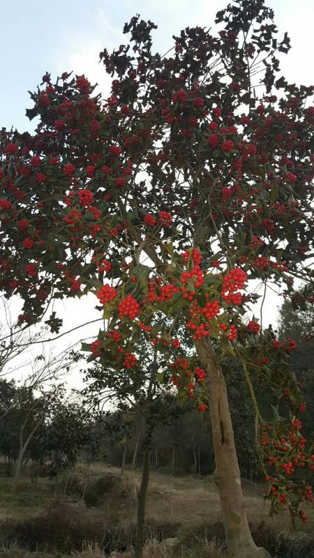 枞阳芳芳苗木基地