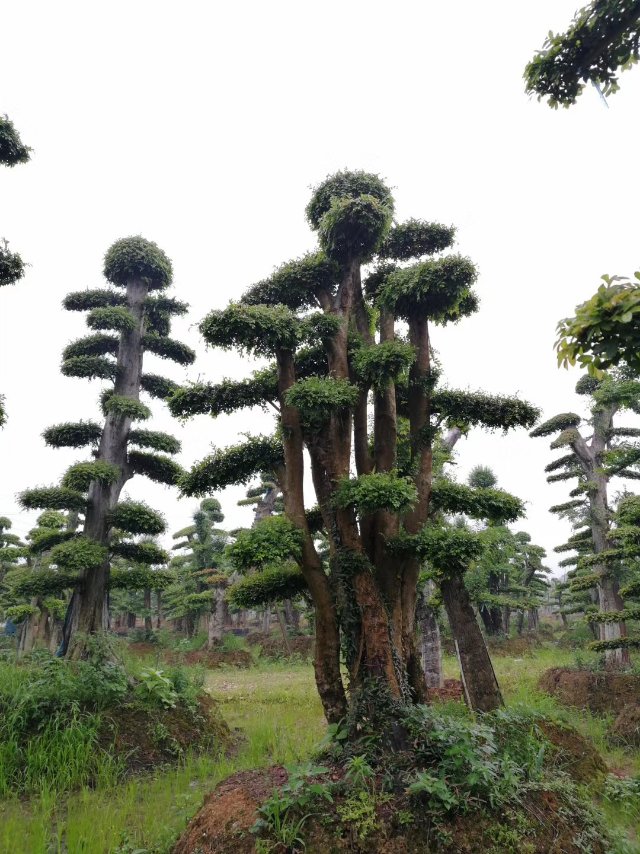 浏阳市熊氏园林苗木基地