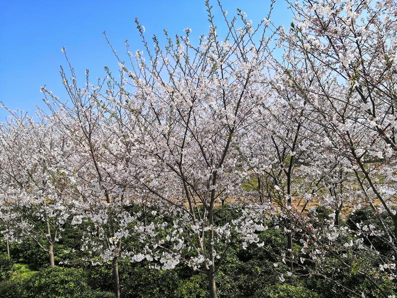 六安市马松苗木场