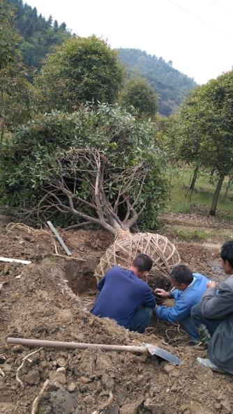 咸安区桂花镇桂花源苗圃