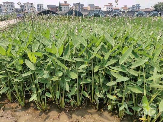 浙江国华水生植物观赏草种植基地