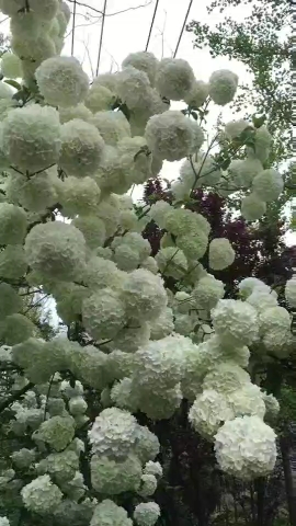 临沂悠然苗木基地