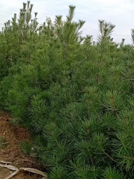 洛阳艺农白皮松种植园