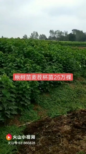 周口泓砺农场