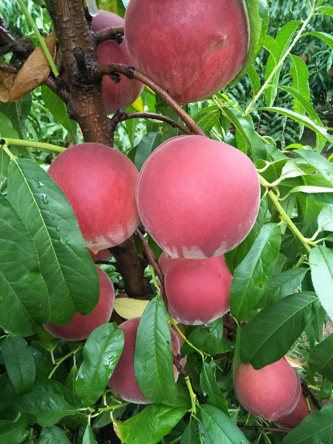 临沂市河东区鸿森苗木种植专业合作社