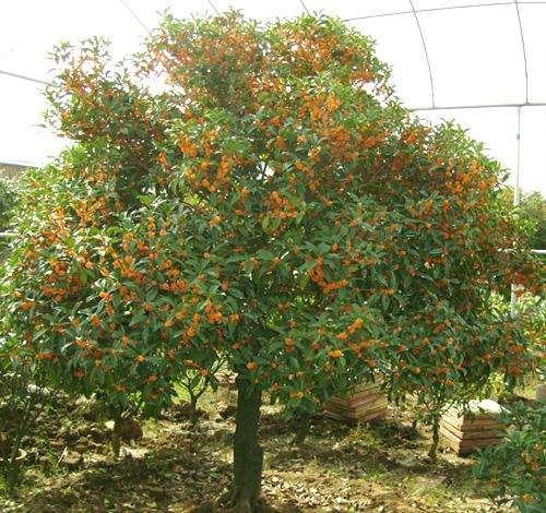 豫星苗圃种植基地