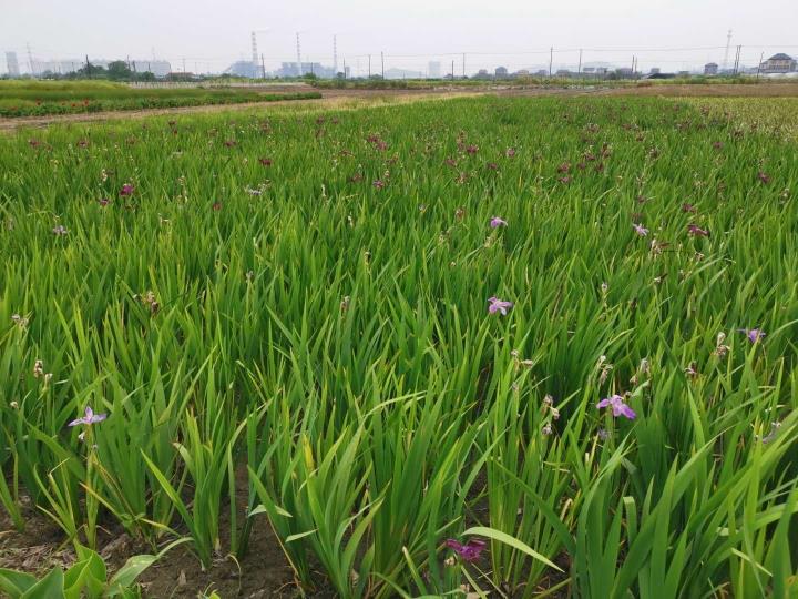 浙江杭州萧山佳颖水生植物种植基地