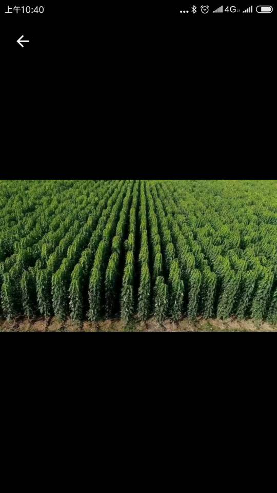 河南国森苗木种植基地