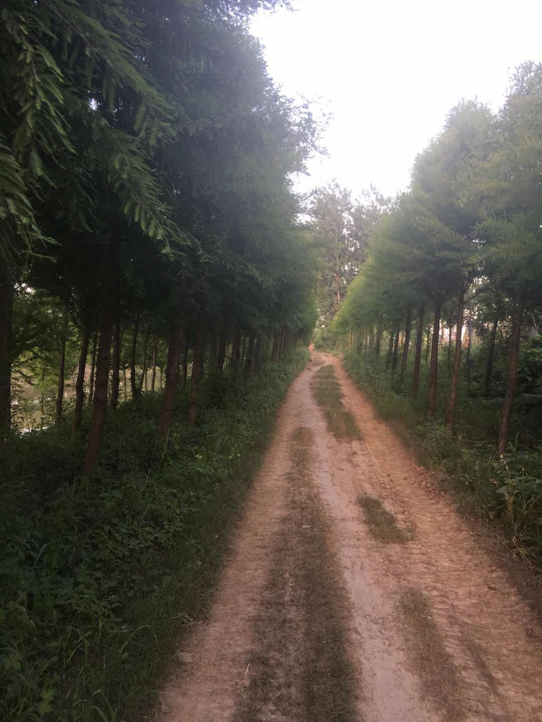 余健水杉苗木基地