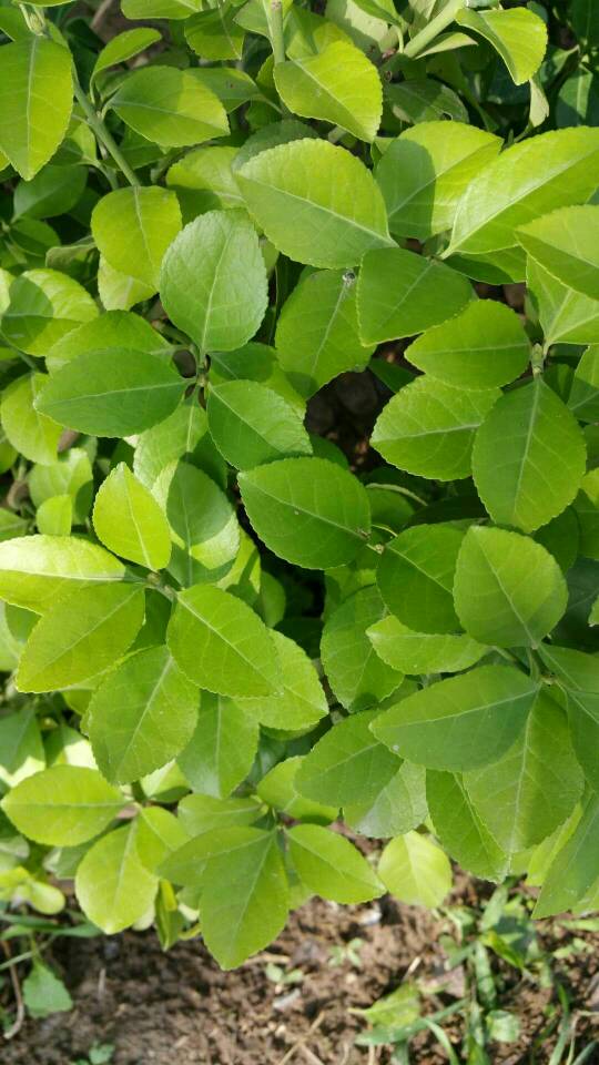 永信苗木种植基地