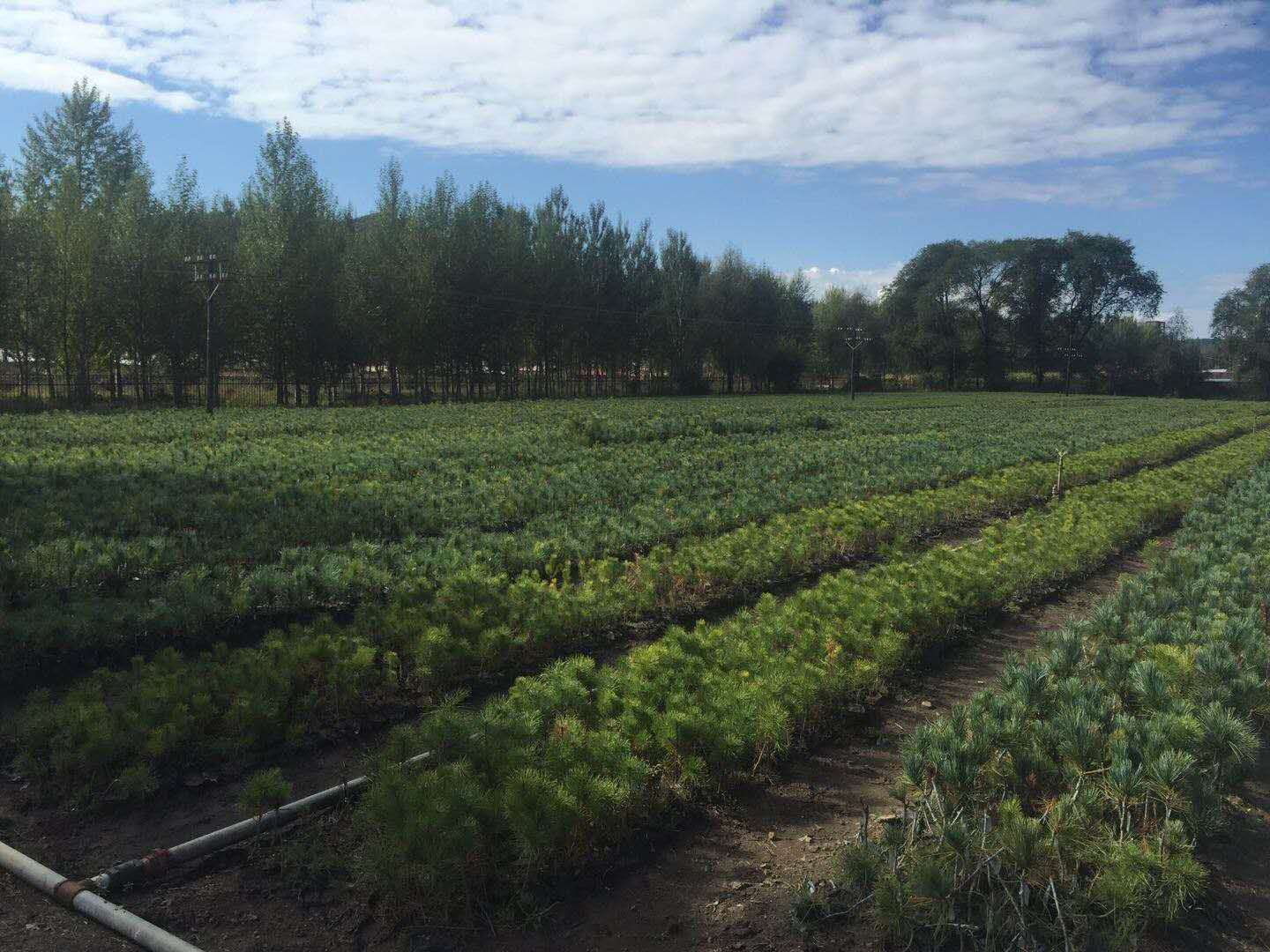 哈尔滨永泰林木种植有限公司