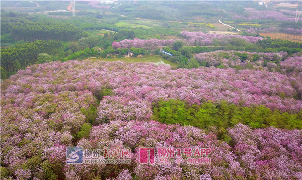 柳州市紫荆花苗木种植专业合作社