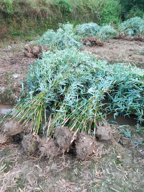 沭阳县官墩乡娜美花卉园艺场