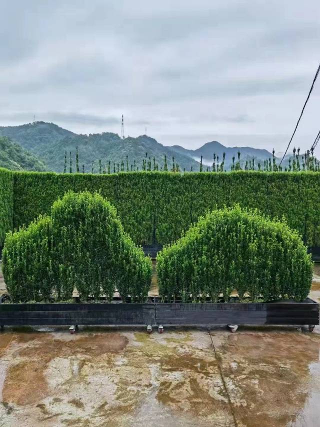 嘉泽丽波苗木基地