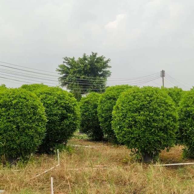 广东盛林苗木基地